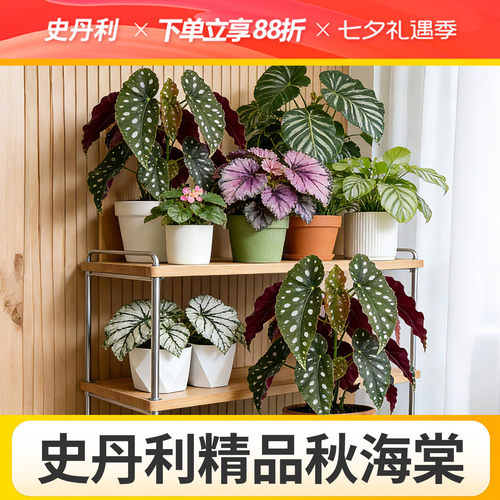 史丹利精品秋海棠盆栽科学培育