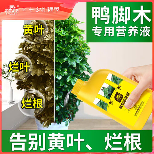 鸭脚木专用肥枝繁叶茂