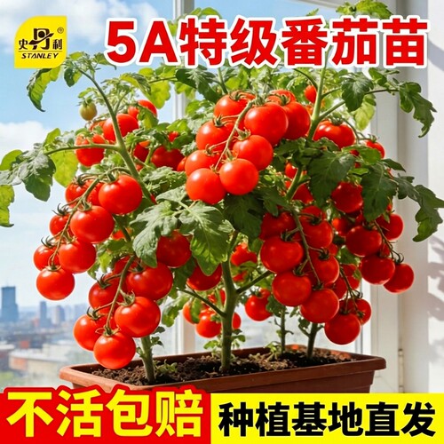 史丹利精品番茄苗|不活包赔