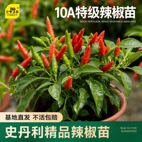 精品辣椒苗大全|不活包赔