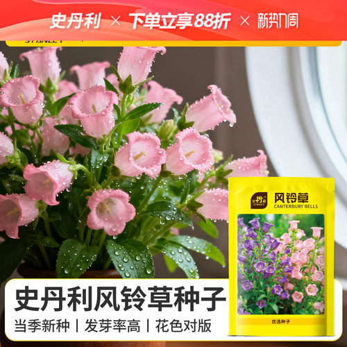 史丹利风铃草种子四季播种开花