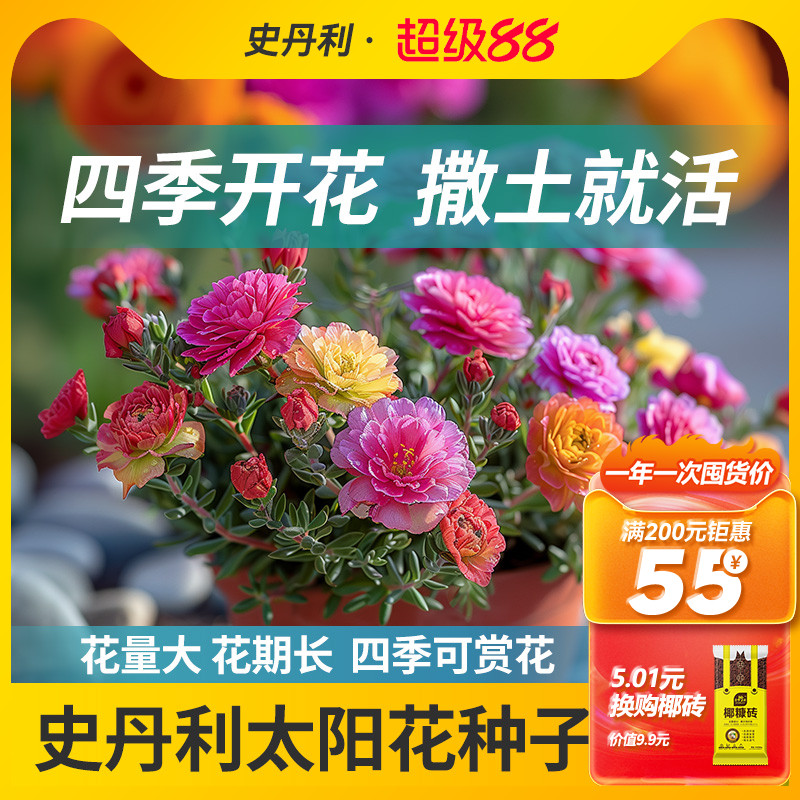 史丹利重瓣太阳花种子大混色种孑盆栽四季播种室内种籽单瓣非蓝色