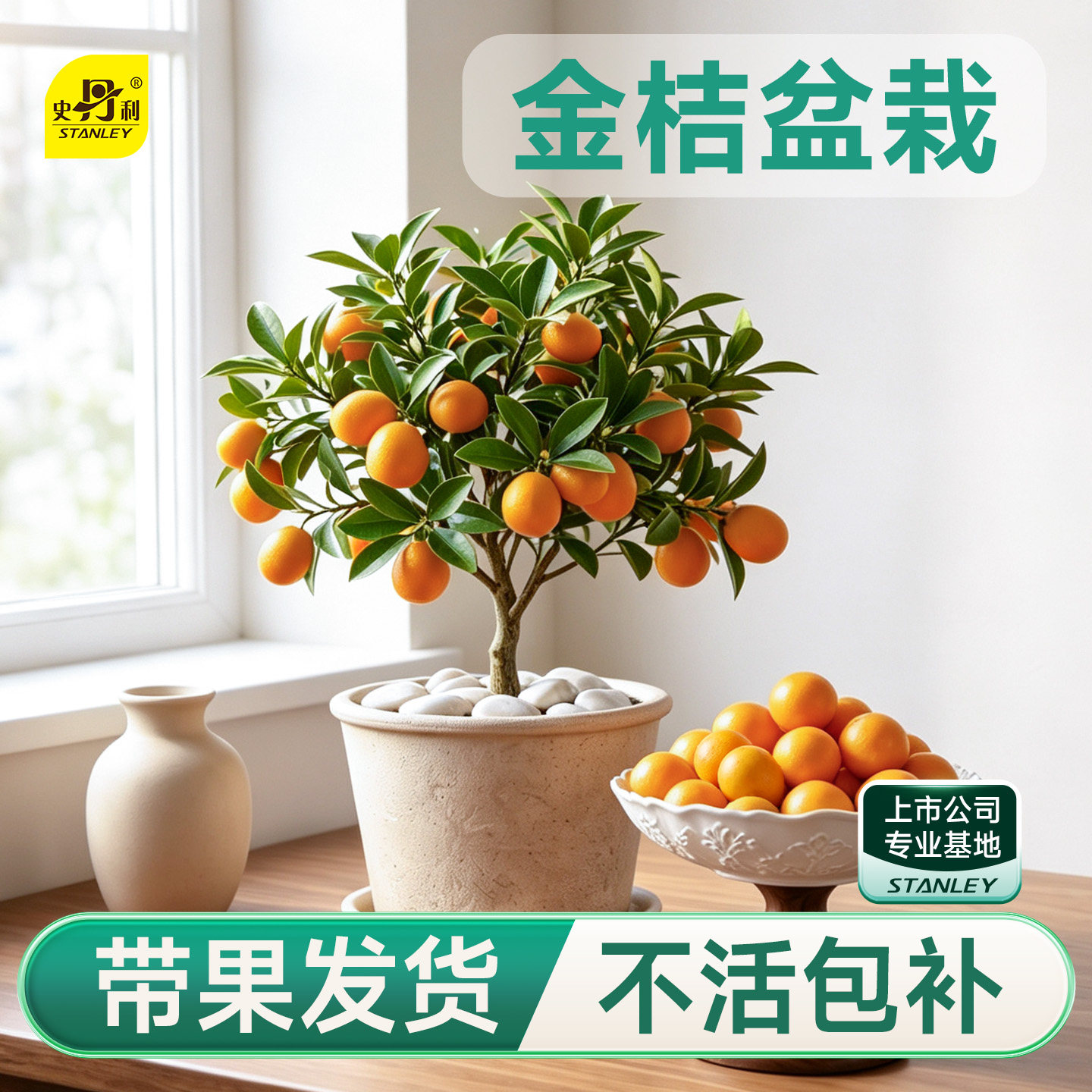 史丹利金桔树盆栽树苗可食用带果图片