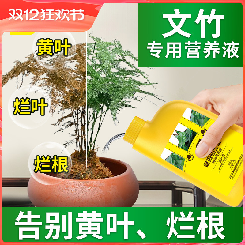 告别文竹黄叶烂叶烂根