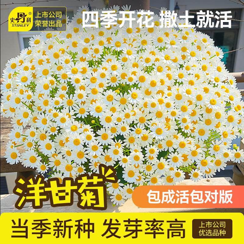 史丹利洋甘菊种子花籽小雏菊花种室内外阳台花卉种植四季播种开花