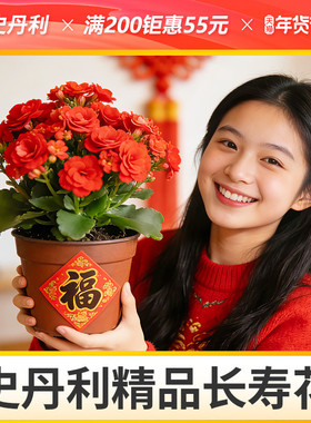 史丹利网红金狐狸长寿花重瓣大花带花苞大苗当年开花室内盆栽