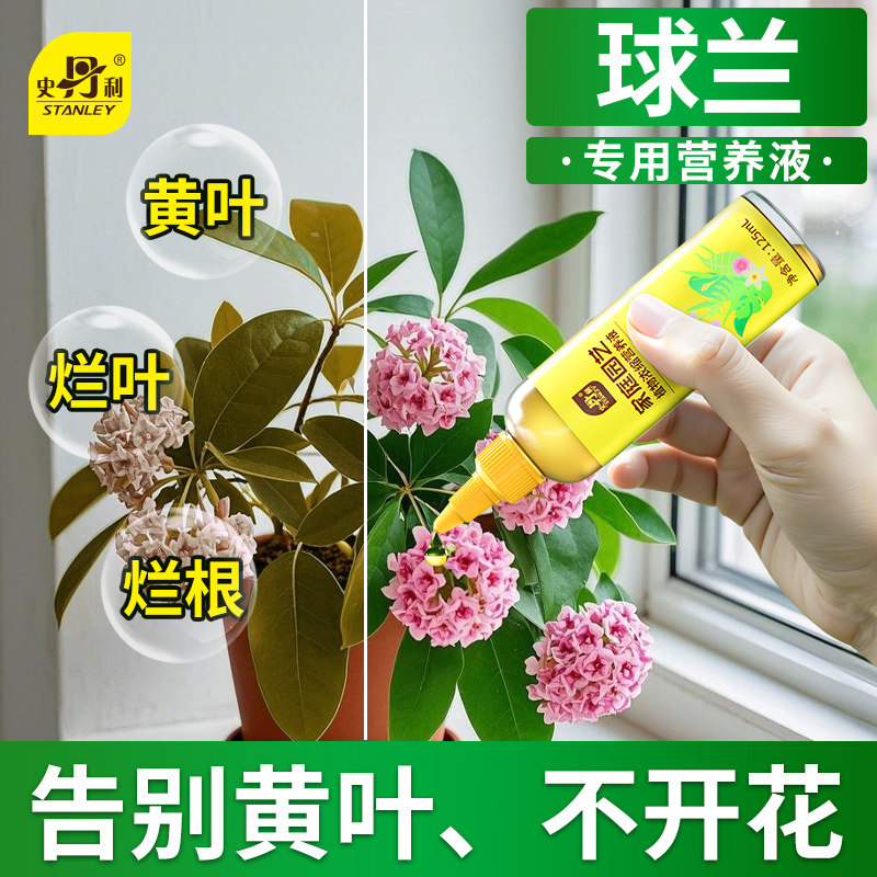 史丹利球兰专用肥开花卷心叶不开花黄叶营养液花卉球兰花盆专用土图片