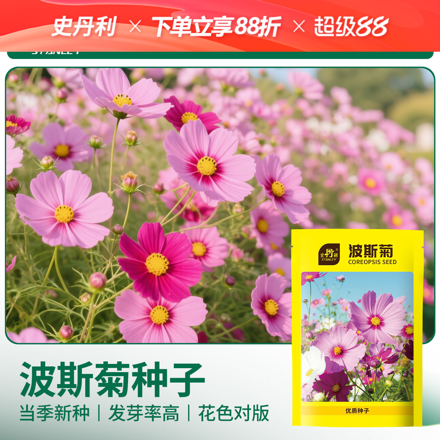 史丹利波斯菊格种子桑花花籽图片