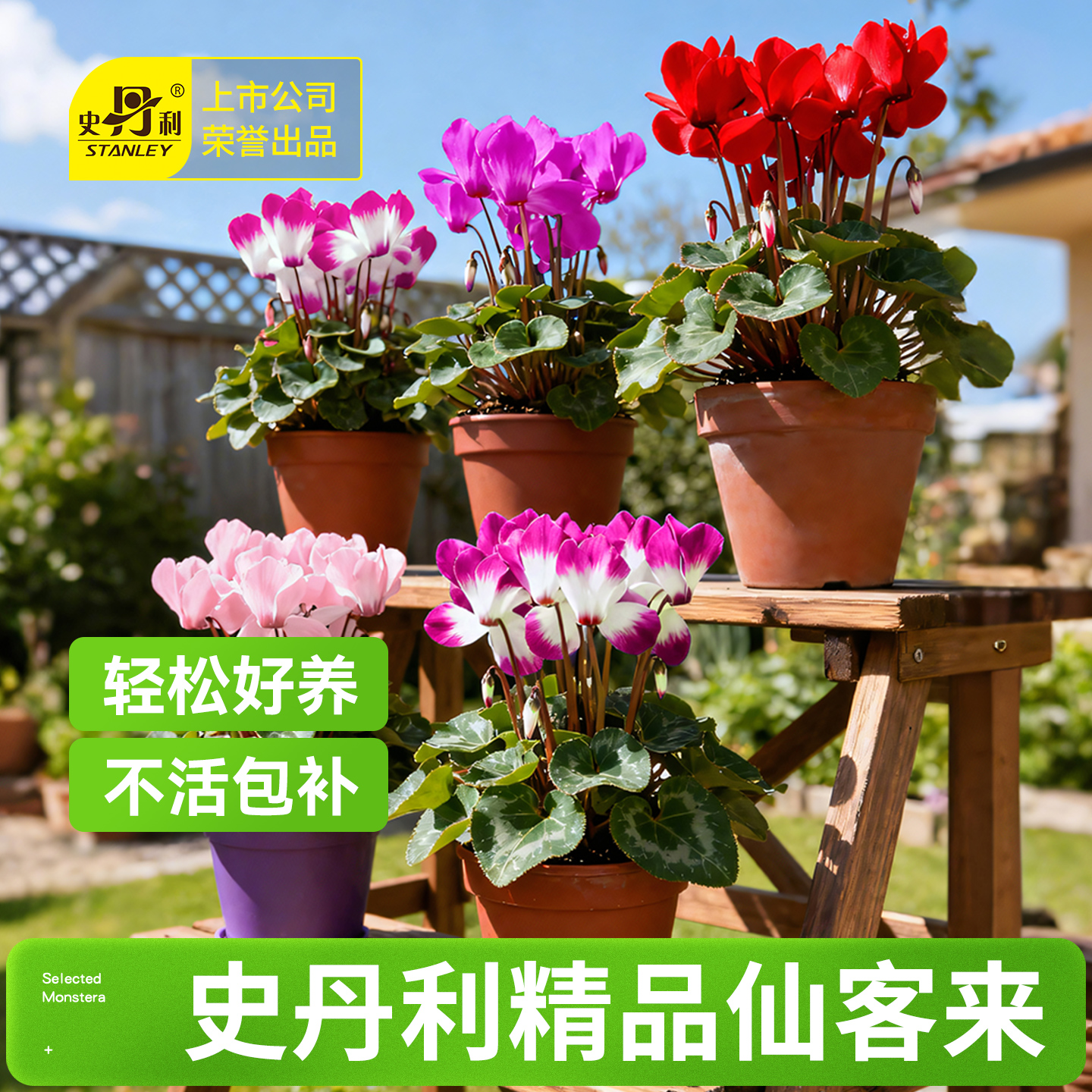 史丹利仙客来盆栽带花新款年宵花耐寒花四季精品花卉新品大花大苗
