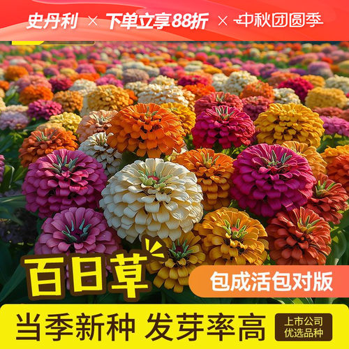 史丹利百日草种子优选良种
