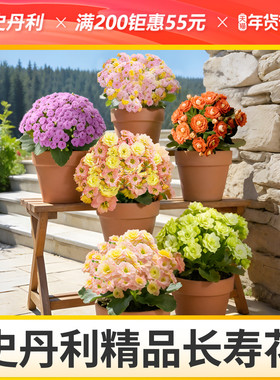 史丹利长寿花盆栽带花发货变色龙金狐狸四季开花室内好养重瓣阳台