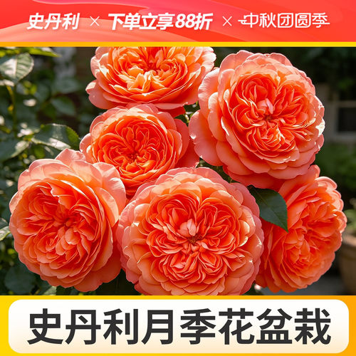 史丹利月季花盆栽精品月季带花苞花盆栽粉龙沙宝石果汁阳台黑巴克