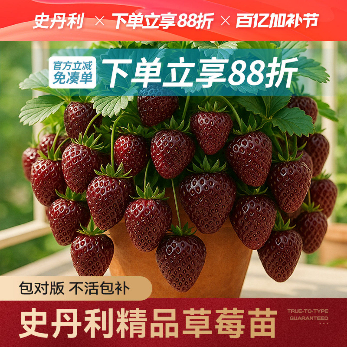 史丹利黑草莓苗真红美铃黑珍珠草莓盆栽四季结果种植红颜草莓苗秧