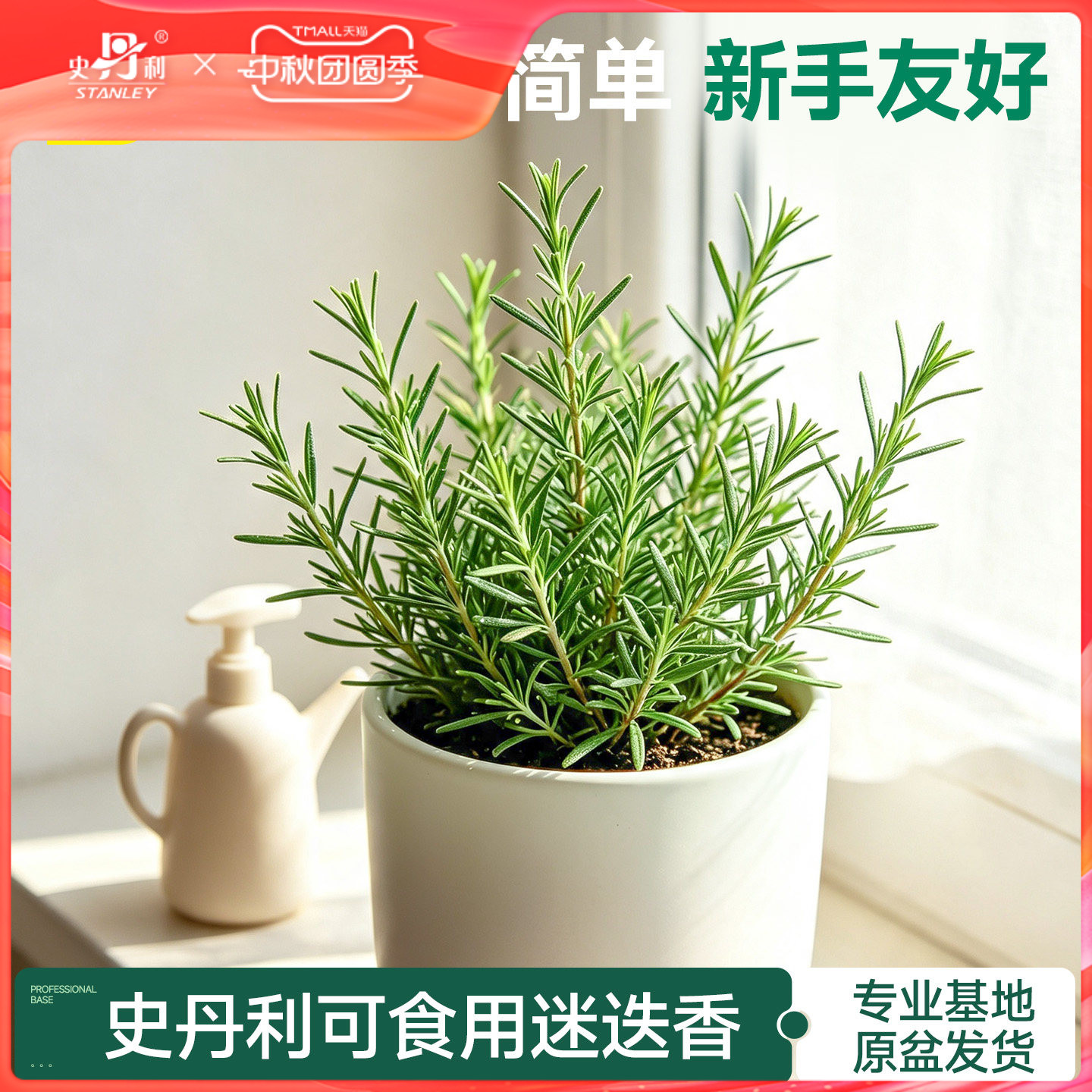 史丹利迷迭香盆栽可食用香草植物图片
