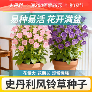 史丹利风铃草种子花籽室内外盆栽种植风铃花四季播种开花易种易活