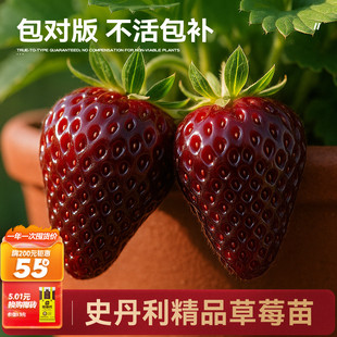 史丹利黑珍珠盆栽真红美铃黑草莓苗玄玉四季结果美玲阳台种植稀有