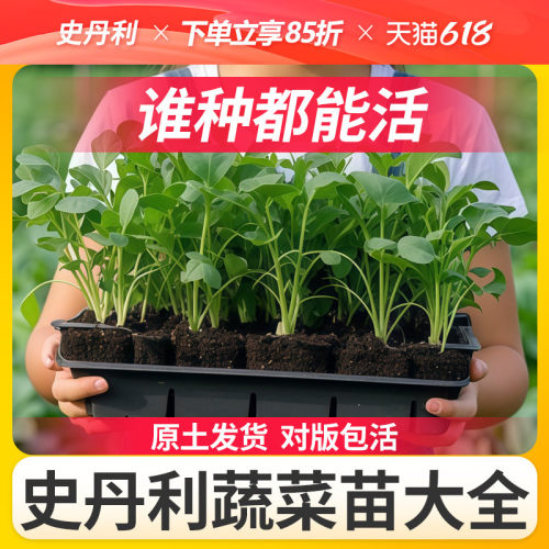 史丹利精品蔬菜苗|基地直发