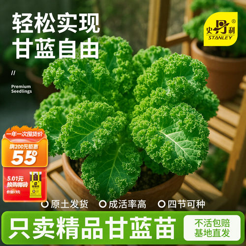 史丹利精选羽衣甘蓝苗