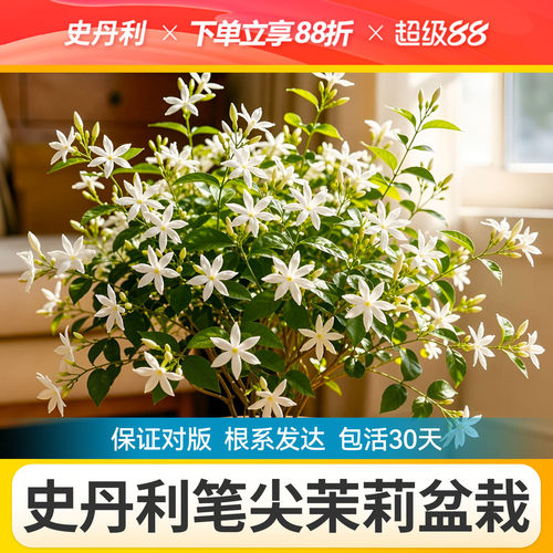 史丹利笔尖茉莉盆栽单瓣茉莉花盆栽垂丝茉莉花盆栽带花苞单瓣笔尖