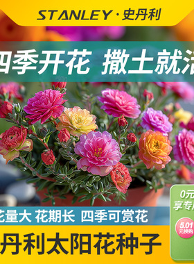 史丹利重瓣太阳花种子大混色种孑盆栽四季播种室内种籽单瓣非蓝色