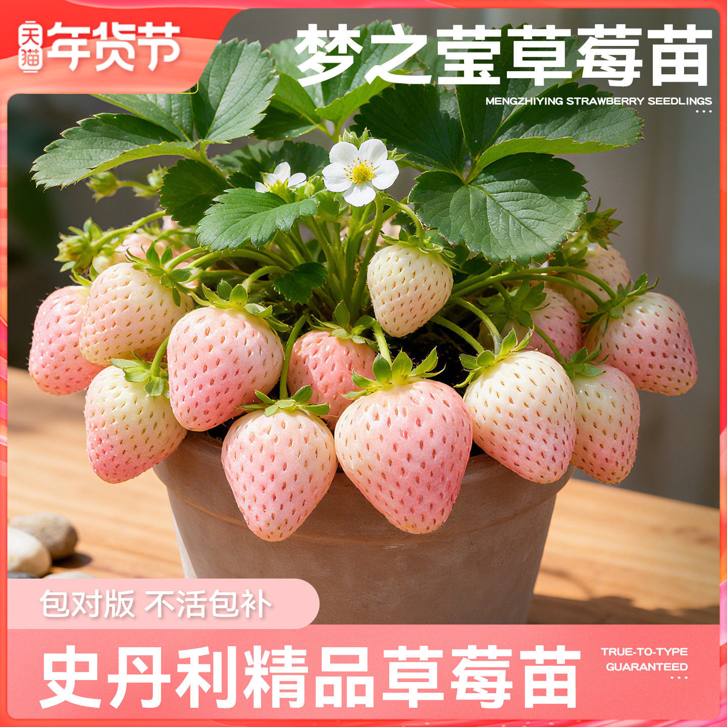 史丹利梦之莹梦粉姬草莓苗盆栽优质四季结果红颜章姬真红美玲阳台,鲜花速递/花卉仿真/绿植园艺,种苗/半成品盆栽,淘宝优惠券,粉丝福利购,淘宝优惠卷