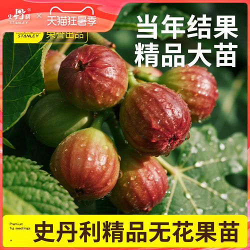 史丹利无花果树苗当年结果