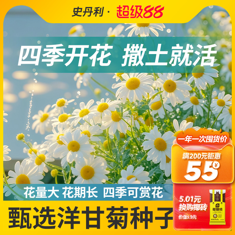 史丹利洋甘菊种子小雏菊花种花籽四季播种开花室内外盆栽易活易种