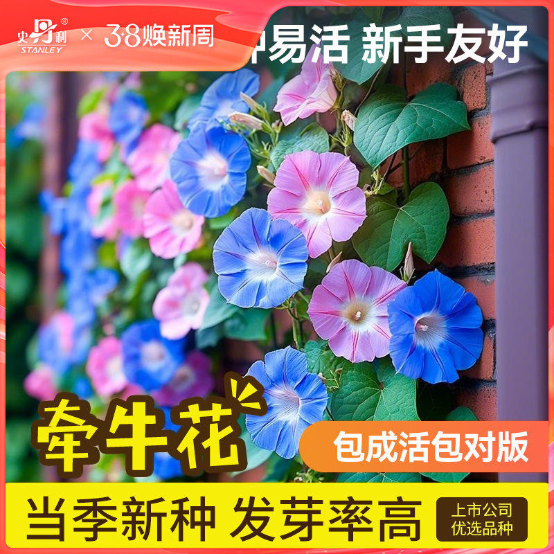 史丹利牵牛花种子喇叭花室外爬藤爬墙花卉播种盆栽开花混色花籽种