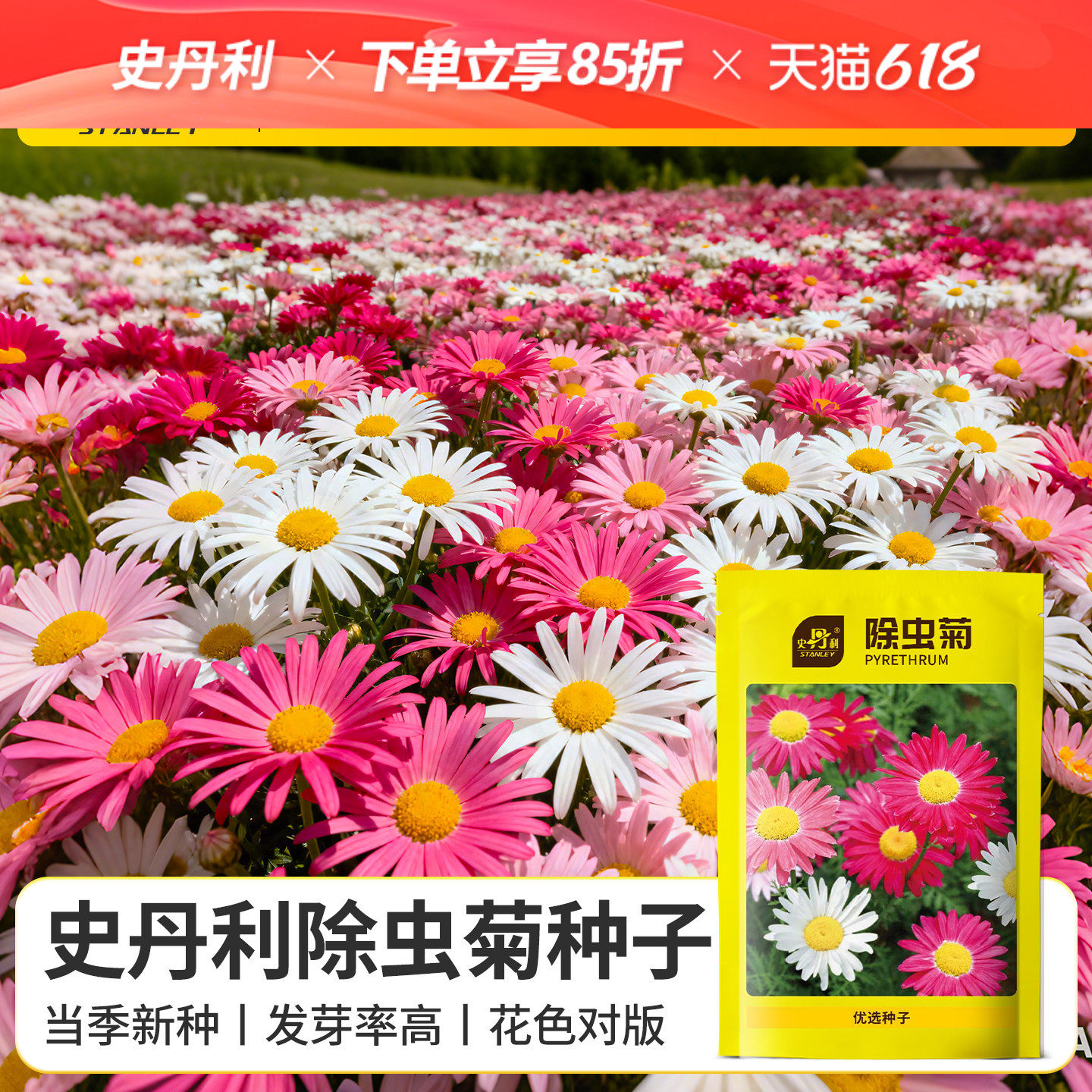 史丹利除虫菊种子花海开花庭院盆栽种植花籽驱蚊草臭菊花四季播种