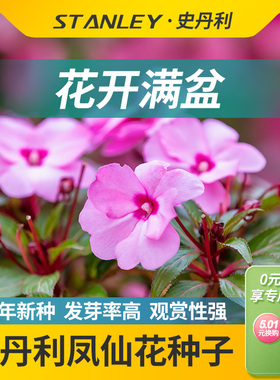 史丹利凤仙花种子指甲草花籽种四季室内秋季盆栽新鲜花卉开花种孑