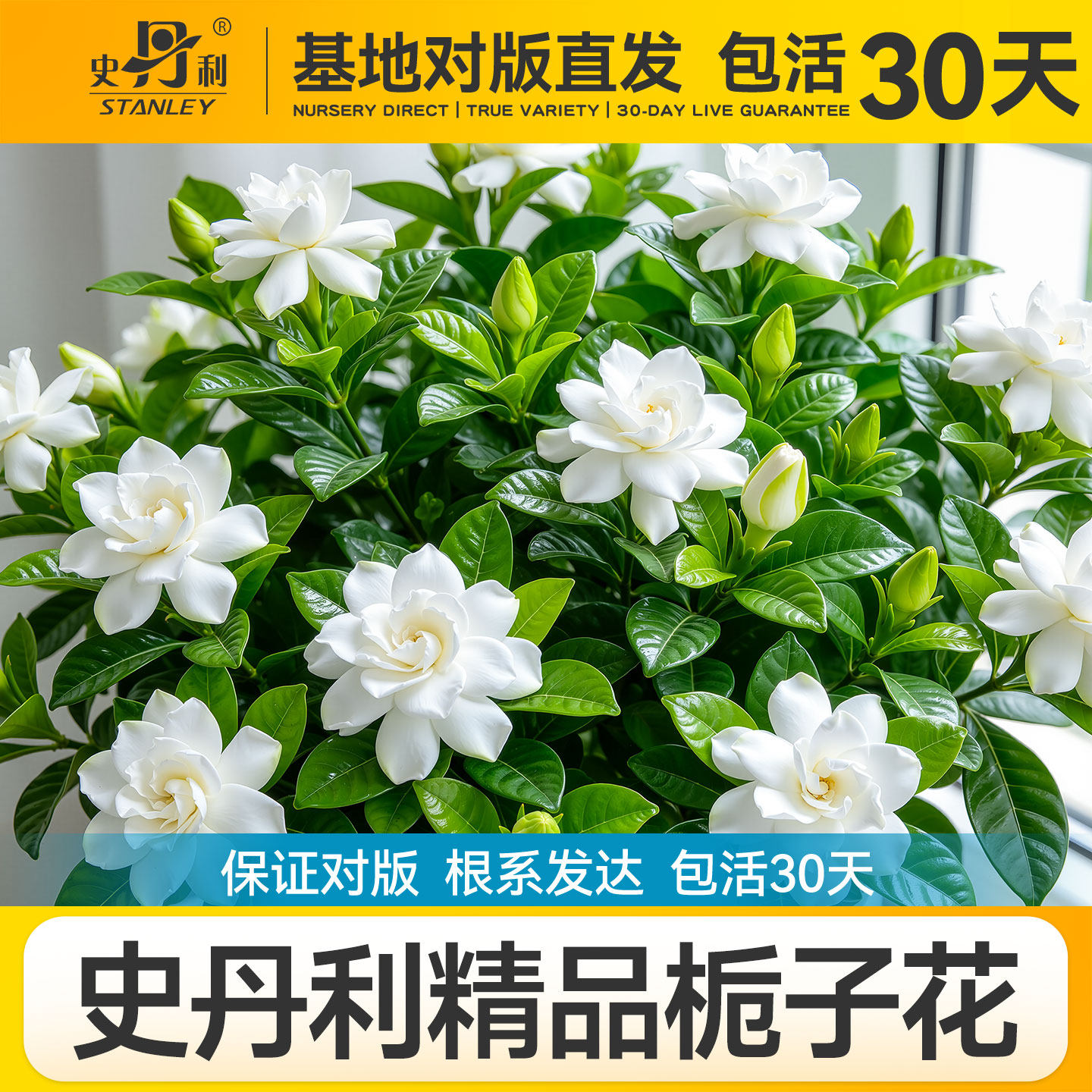 史丹利栀子花盆栽大叶小叶牡丹浓香树苗阳台办公室内桌面好养花卉