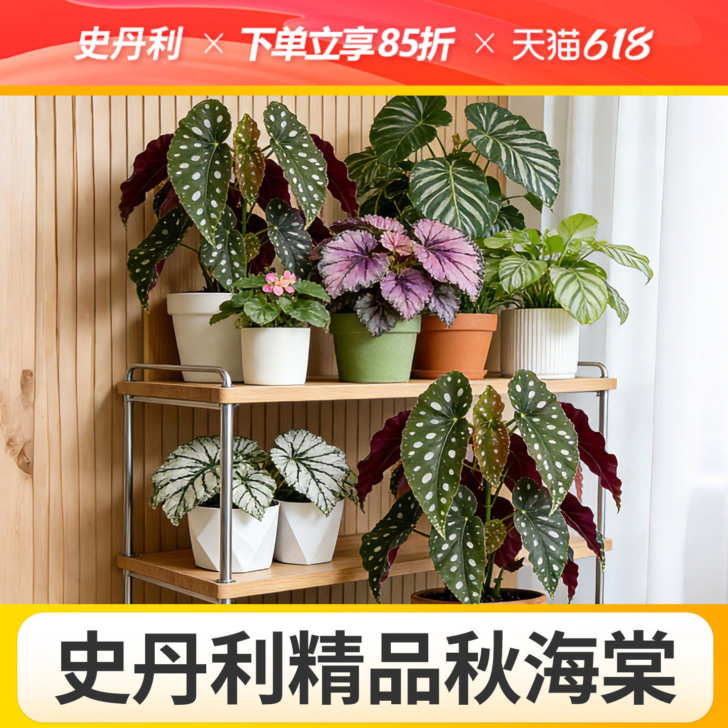 史丹利鳟鱼秋海棠盆栽竹节波点热带雨林乌头杂室内好养多年生植物
