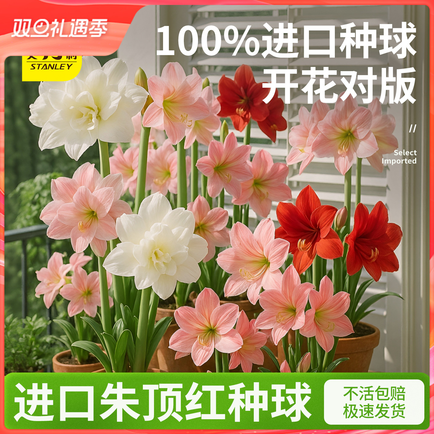 史丹利四季开花朱顶红重瓣大种球