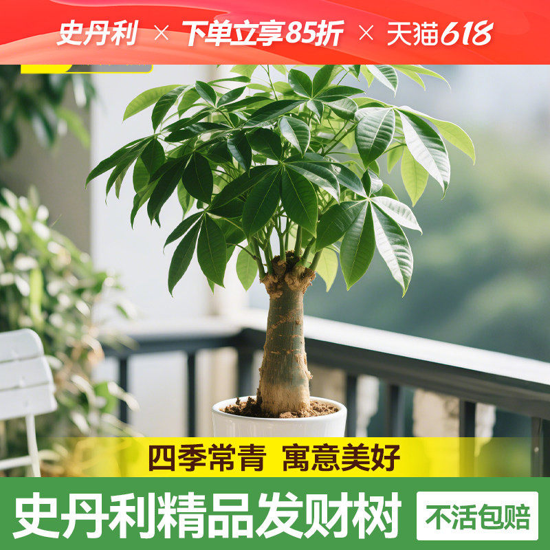 史丹利发财树小盆栽绿植客厅招财树盆栽摆件盆景办公室桌面原生苗