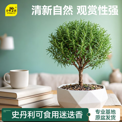 史丹利迷迭香盆栽可食用香草植物