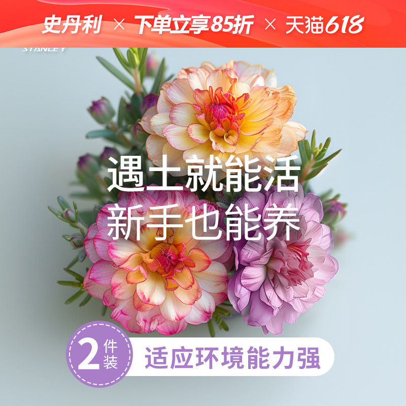 史丹利重瓣太阳花种子籽混色大花特大单瓣播种盆栽种孑四季开花