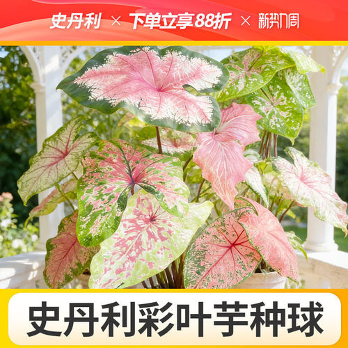 史丹利彩叶芋种球甜心球种白色恋人彩叶芋球粉色飞溅佛罗里达甜心
