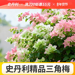 史丹利三角梅带花精品四季盆栽开花绿樱漳红卡亚塔云南紫不甜西瓜