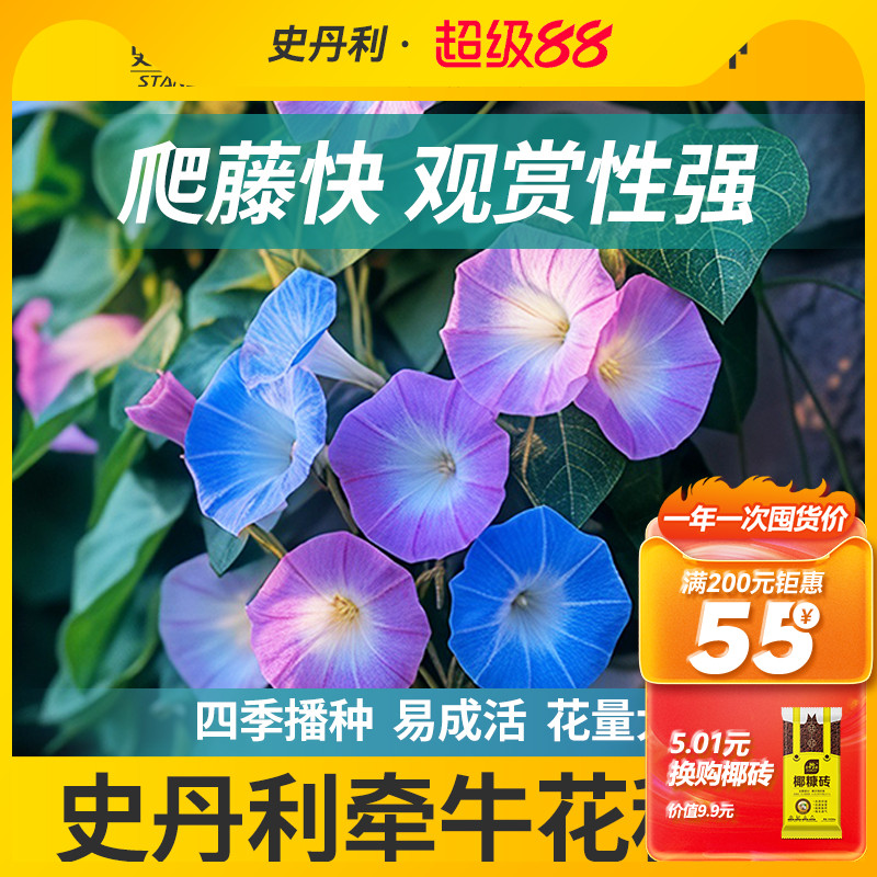 史丹利精选牵牛花种子花色纯正