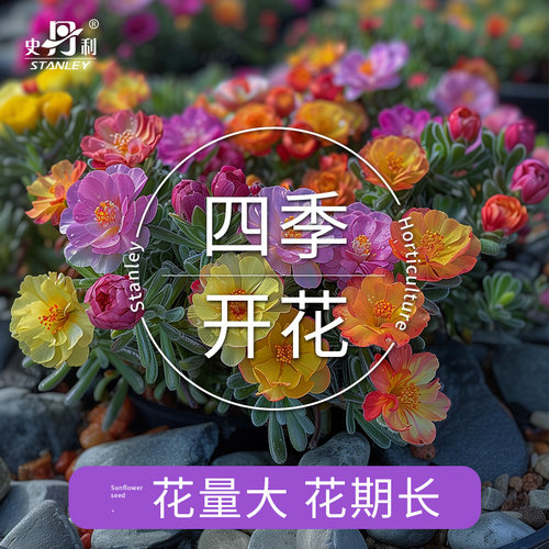 史丹利太阳花种子种孑盆栽籽重瓣七彩大花特大单瓣四季开花大朵