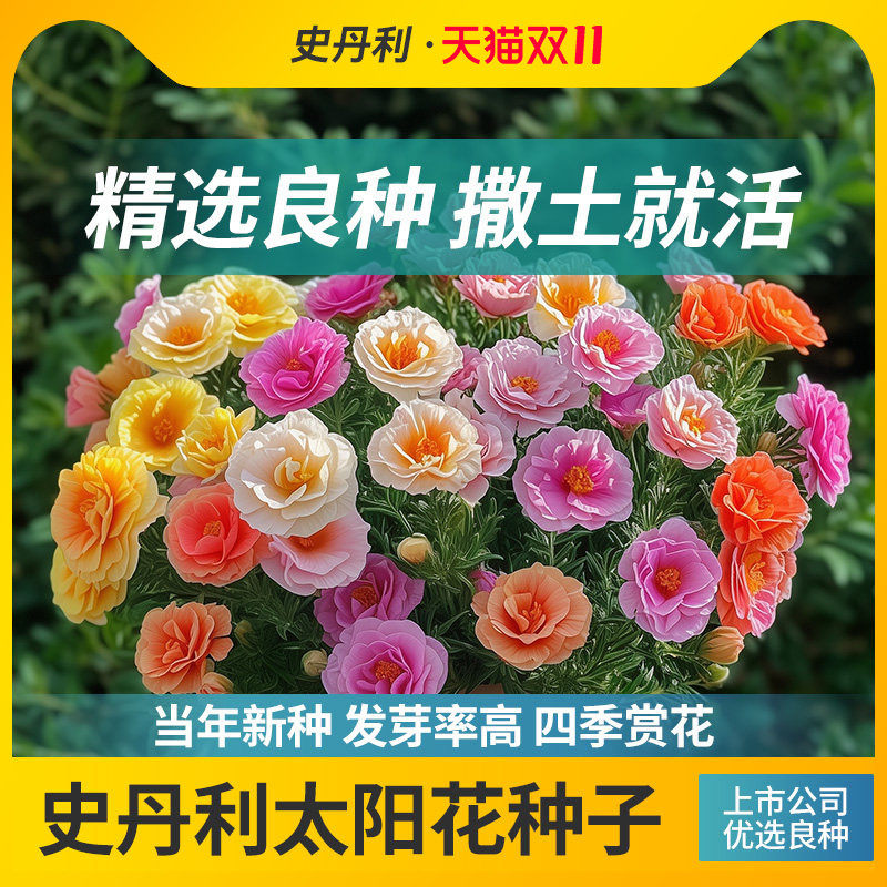 史丹利重瓣太阳花种子花籽种子室内盆栽种植花籽易活开花混色种孑
