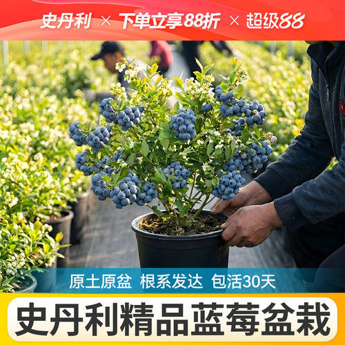 对版发货精品蓝莓盆栽