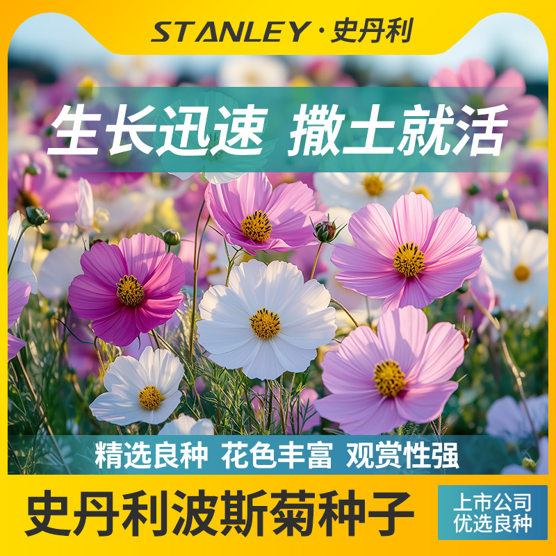 史丹利波斯菊种子花色纯正