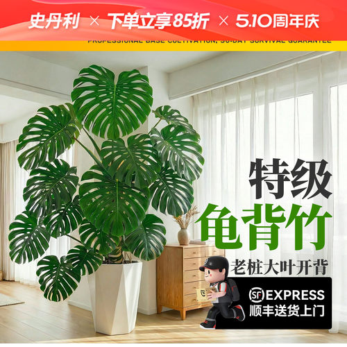 史丹利龟背竹客厅大盆栽