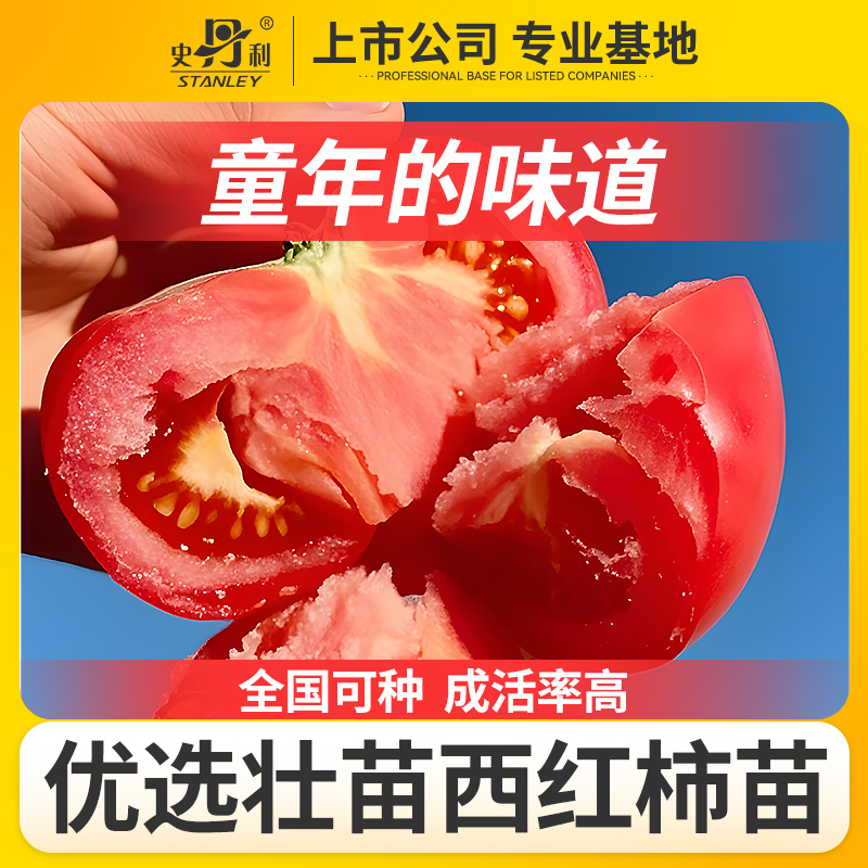 史丹利精选优质西红柿苗