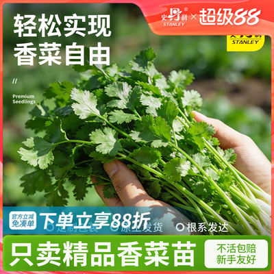 精品香菜苗|不活包赔