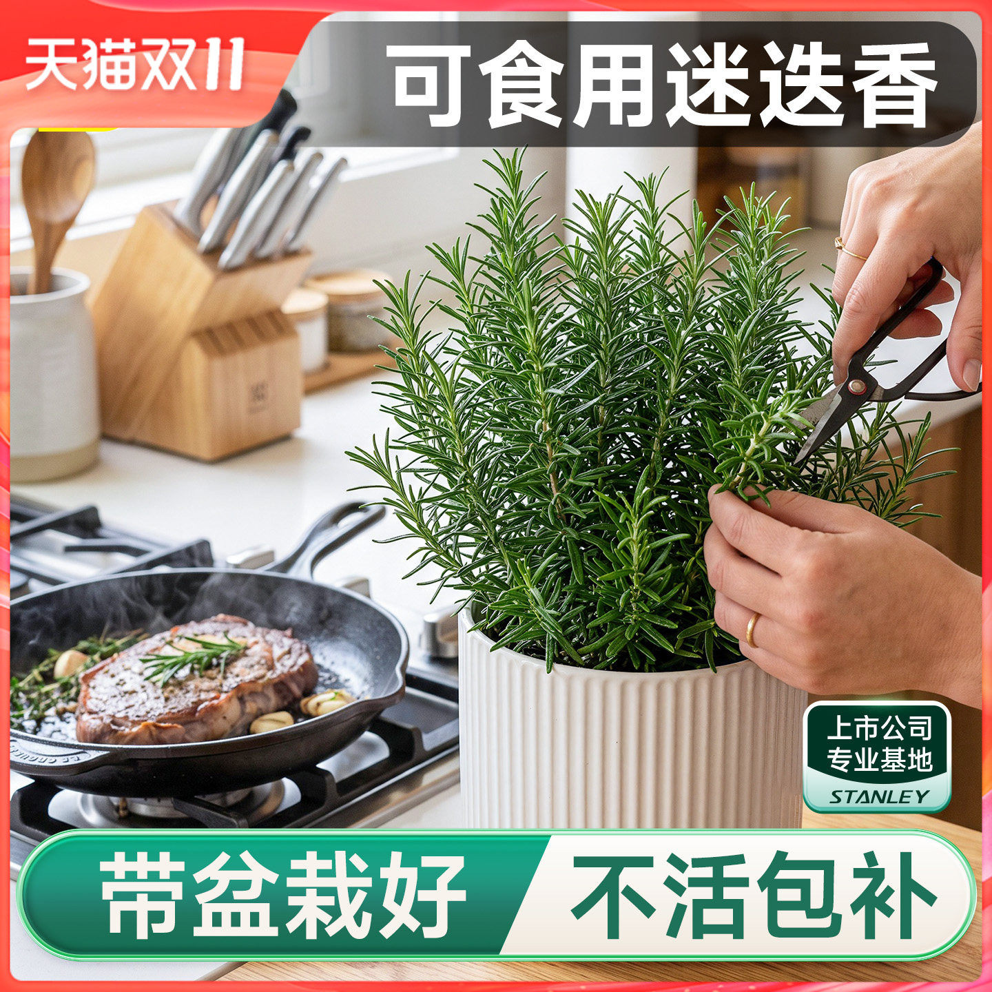 史丹利迷迭香盆栽可食用大盆香草植物牛排用室内驱蚊客厅桌面绿植