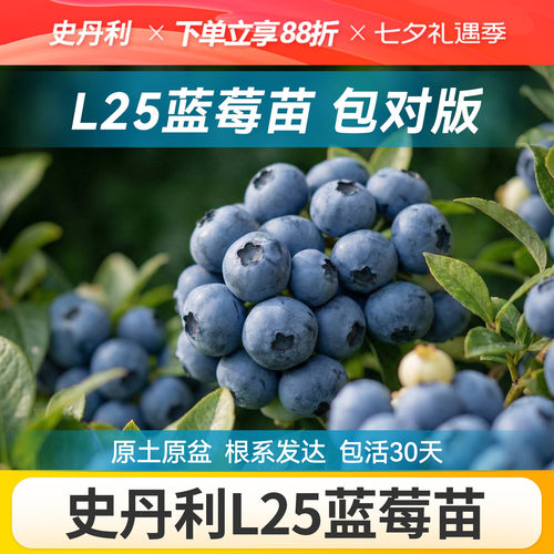 对版发货精品蓝莓盆栽