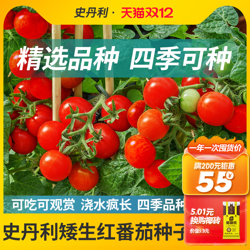 史丹利精选矮生番茄种子酸甜可口