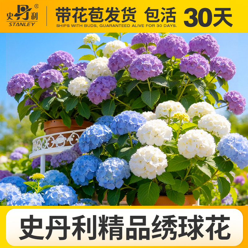 史丹利精品绣球花盆栽图片